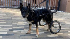 Коляска-тренажер и ноклинги Animal mobile