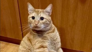 У Рыжиков тихий час. Как у меня в квартире появилась девочка Алиса