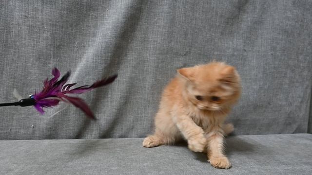 DSC_2220 смотреть онлайн