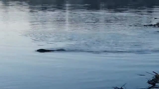 Бобры на рыбалке смотреть онлайн