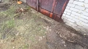 Гаражный человек. Корчевание корней, плюс начало дренажа .