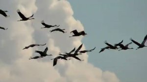 Песня "Душа России" Стихи: Ларисса Майбер/Larissa Maiber/. Музыка, вокал:ИИ.