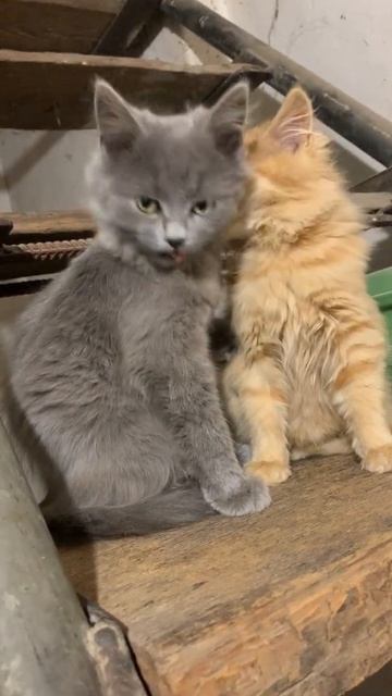 НАЙКРАЩІ КОТИКИ, CATS. :heart: смотреть онлайн