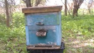 ✅ПЕРЕСАЖИВАЕМ ПЧЕЛ ИЗ ЛОВУШКИ В УЛЕЙ..TRANSPLANTING BEES FROM THE TRAP TO THE HIVE..