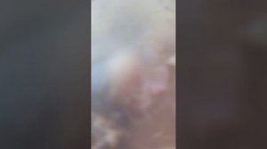 Жопа жопа жопа бигимота