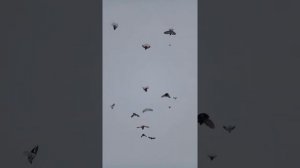 Николаевские голуби город Новосибирск Анатолия