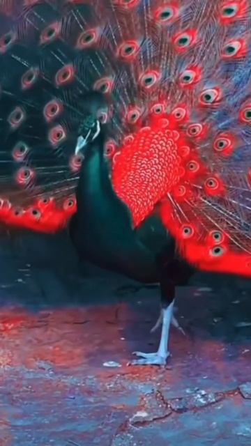 Black and red peacock beautiful colors 500subs yearofyou  birds