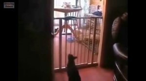 Кошки Прыгают И Падают. Неудачные Полеты И Падения.