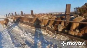 #какои#карова#я#вибирал#сибе#с#тилиенка#касобхоиекатеринбург