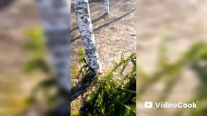 начало работы