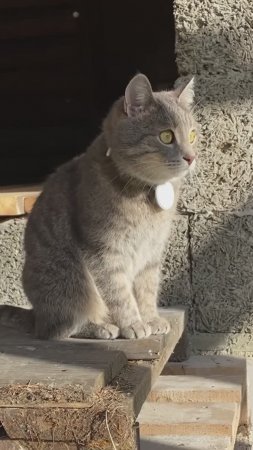 Сержулька приехал на дачу
