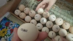 Контролируем вывод цыплят в Инкубаторе от начало до конца.