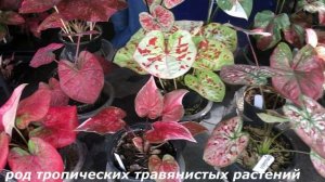 ЦВЕТОЧНЫЙ РЫНОК ЧАТУЧАК В БАНГКОКЕ – ОБЗОР первая часть