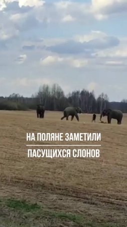 Суровые уральские слоны