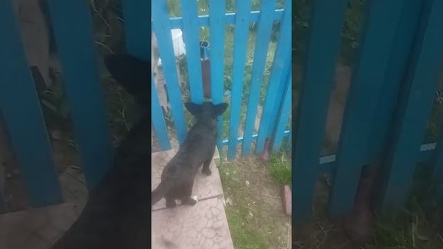 Мисликасобака лаит напустую стену