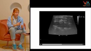 Мочевой пузырь в норме на УЗИ. 
Vbvet.ru 
Совместно с проектом ВетАпекс