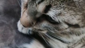 Моя кошка симка