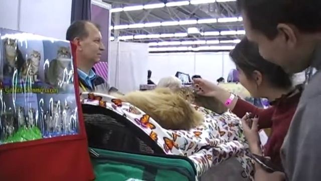 Пермская Ярмарка,Выставка Кошек