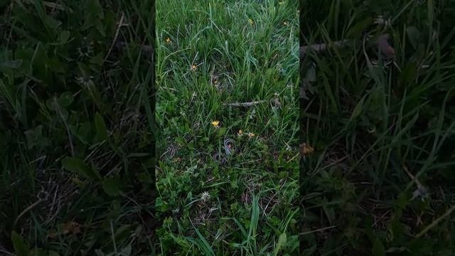 Гадюка укусила собаку прикол 2018