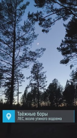 Охота на утку, тишина в лесу возле озера, месяц сияет в небесах