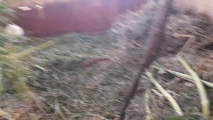 что делает белый котёнок пока мы его не видим