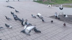 Голуби и Тося