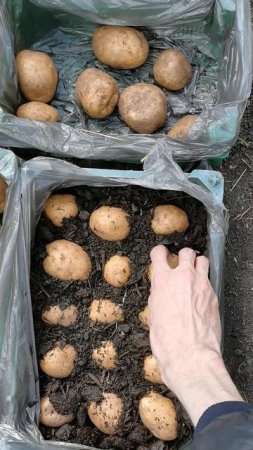 Посадил картофель для раннего урожая