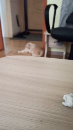 Наша самая игривая киска - Мэри 😊