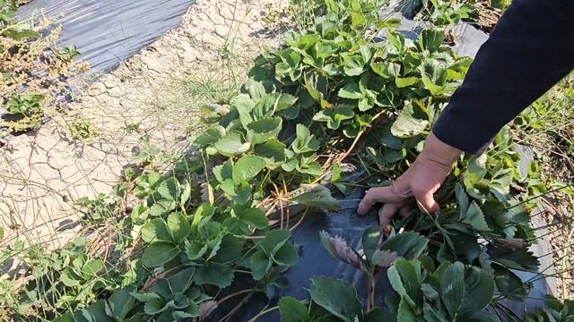 Клубника сорт Альба Кизилюртовский Район смотреть онлайн