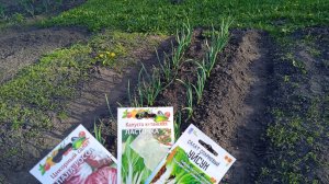 30.4.25г.Что Сегодня СДЕЛАЛА в Течении ДНЯ:  Облила ЧЕСНОК Нашатырным СПИРТОМ!!!  Посеяла САЛАТЫ!!!