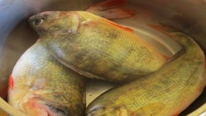 Окуни как раки