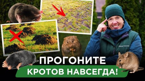 Как избавиться от грызунов за 24 часа?