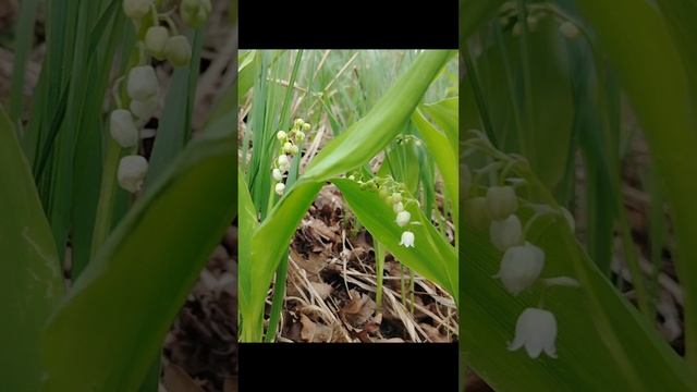 Ландыши зацвели.