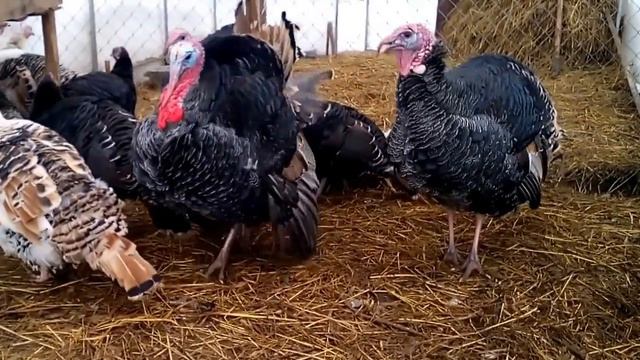 Вот почему все хотят завести индюков! Невероятные звуки и танцы смотреть онлайн