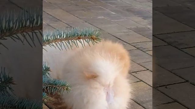 щенки  шпица смотреть онлайн