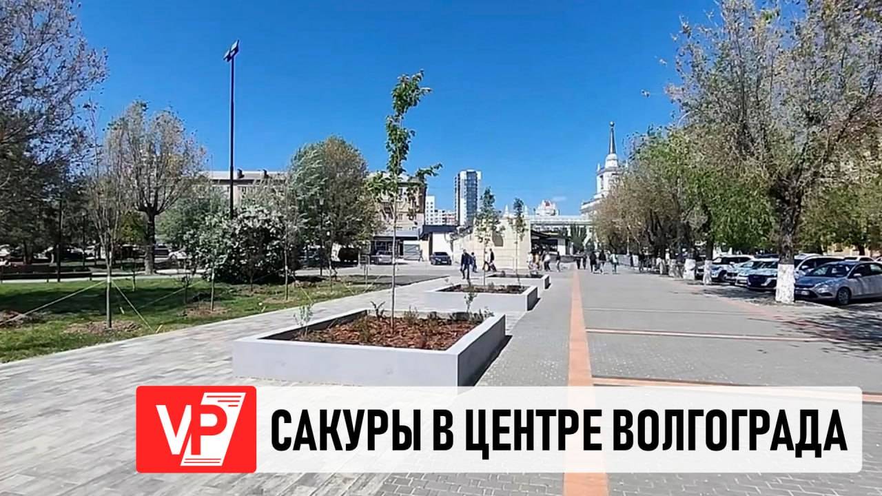 САЖЕНЦЫ ДЕКОРАТИВНЫХ ДЕРЕВЬЕВ ВЫСАДИЛИ В ЦЕНТРЕ ВОЛГОГРАДА