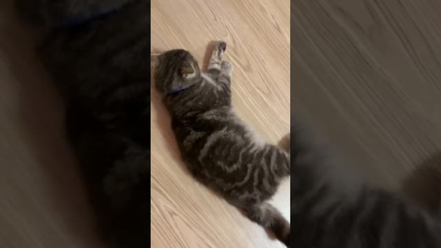 СМЕШНЫЕ КОТЫ / ПРИКОЛЫ С КОШКАМИ / КОШКИ 2023🐈😊