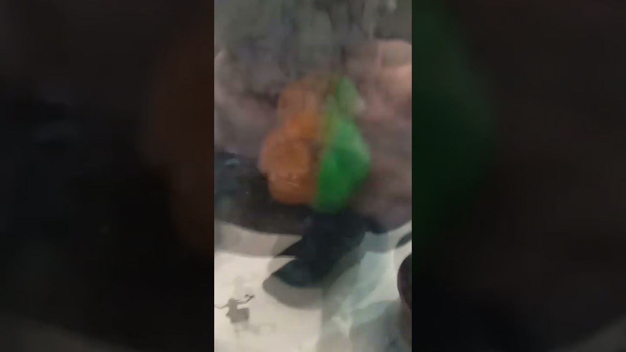 лапка #приколы смотреть онлайн