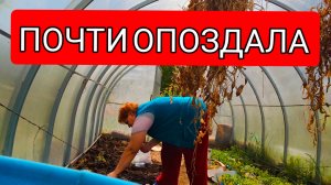 РАЗБИРАЮ СЕМЕНА И ВЫСАЖИВАЮ РАССАДУ