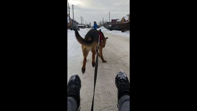 ПОКАТУШКИ НА СОБАКЕ.