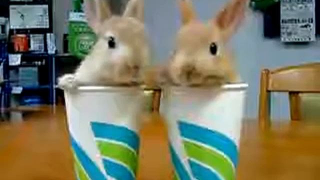 Прикольные кролики смотреть онлайн