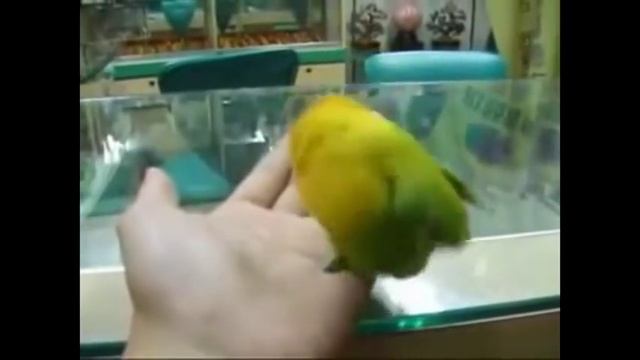 Нарезка приколов попугаи 2015 (Crazy parrot 2015, funny video) смотреть онлайн