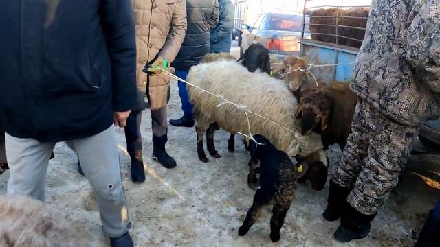МЕРКІ МАЛ БАЗАРЫ 26.01.2023 ҚОЙ-ЕШКІ БАҒАЛАРЫ / БАЗАР КЗ