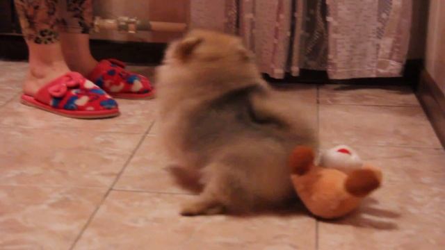 Шпиц.Девочка 2,5 мес.Girl 2.5 months. 2 смотреть онлайн