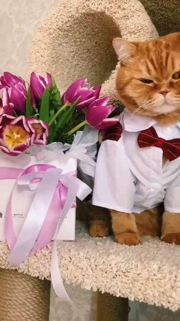 Котик