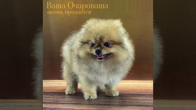 От Пазии
