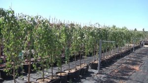 Знаете, какими удивительными бывают деревья? 🌳