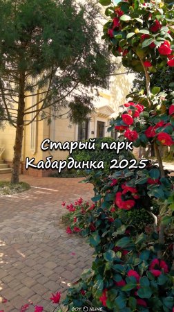 Старый парк, Кабардинка, Геленджик. 27 апреля 2025