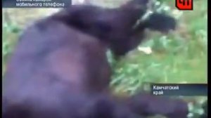 Прикол. Медведь набухался.