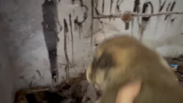 Щенки могли стать добычей крыс в заброшке/Спасли и привезли домой